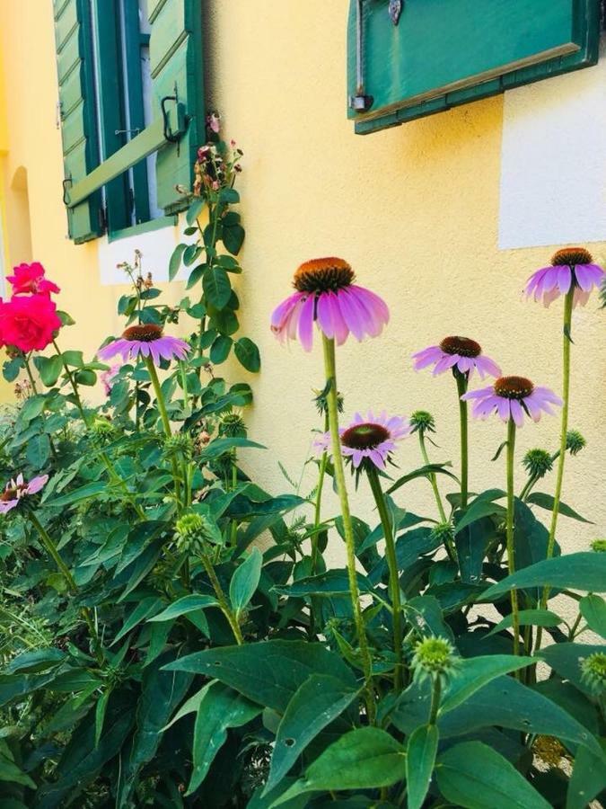 Milutinov Dvor Apartments Vrsi Dış mekan fotoğraf